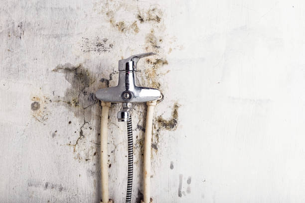 Best Commercial Mold Removal  in Martsville, IN