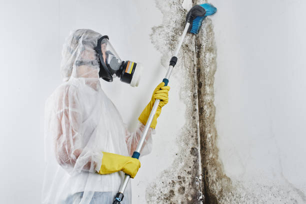 Best Crawl Space Mold Removal  in Martsville, IN