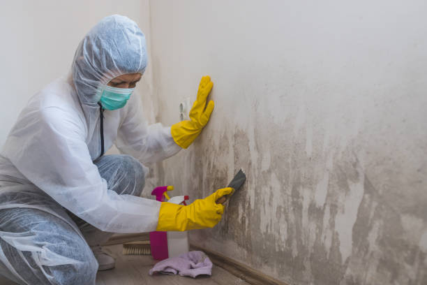 Best Office Mold Removal Services  in Martsville, IN