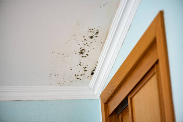Best Mold Cleaning Services  in Martsville, IN