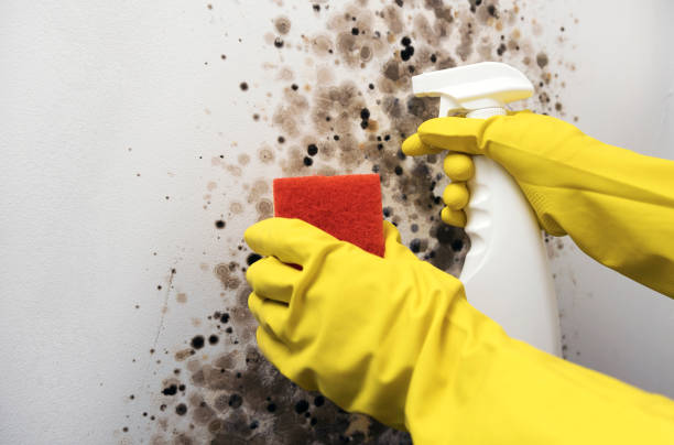 Best Toxic Mold Removal  in Martsville, IN