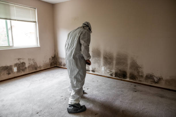 Best Certified Mold Removal  in Martsville, IN