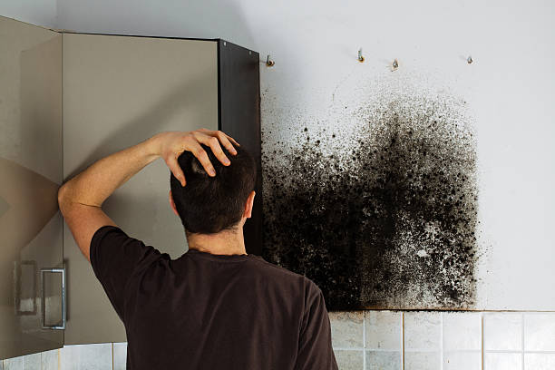 Best Mold Damage Repair  in Martsville, IN