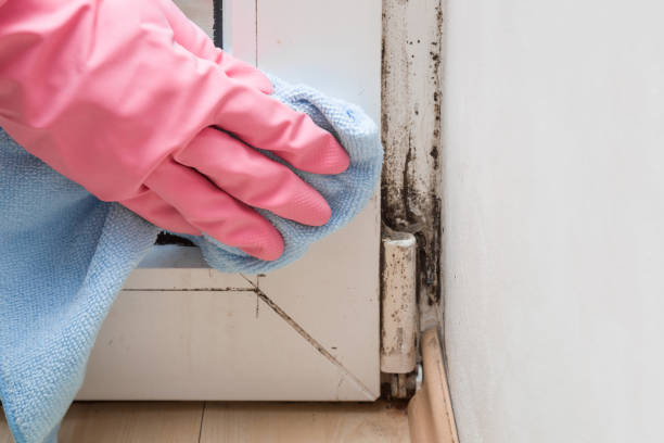 Best Fast Mold Removal  in Martsville, IN