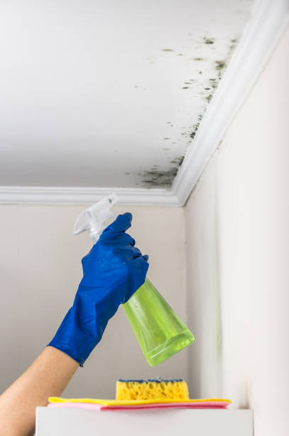 Best Water Damage Restoration  in Martsville, IN
