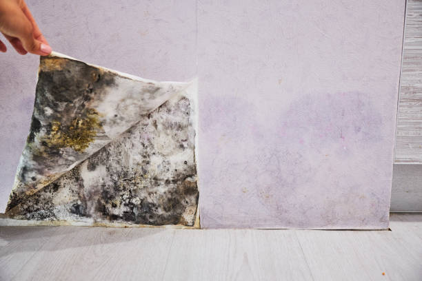 Trusted Martinsville, IN Mold Removal Experts
